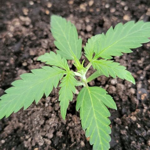 Candyfloss growlog timeline photo