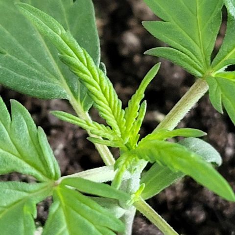 Candyfloss growlog timeline photo
