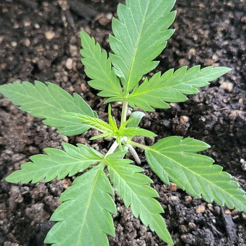 Candyfloss growlog timeline photo