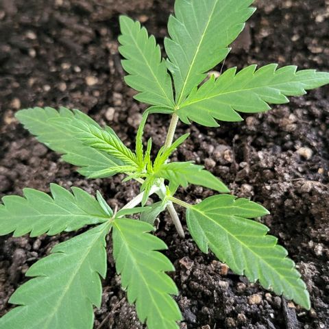 Candyfloss growlog timeline photo