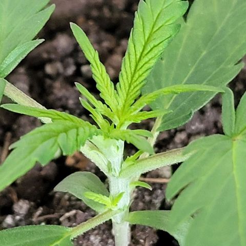 Candyfloss growlog timeline photo