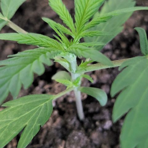 Candyfloss growlog timeline photo