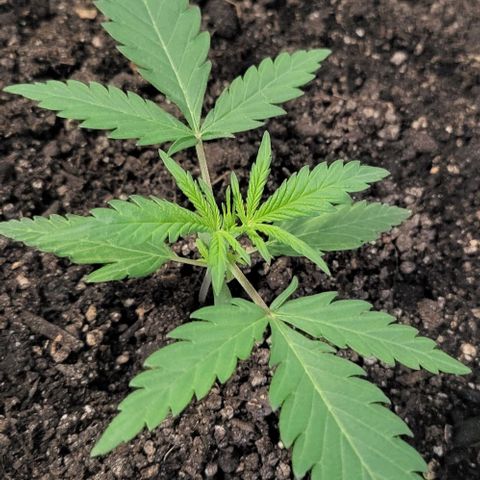 Candyfloss growlog timeline photo