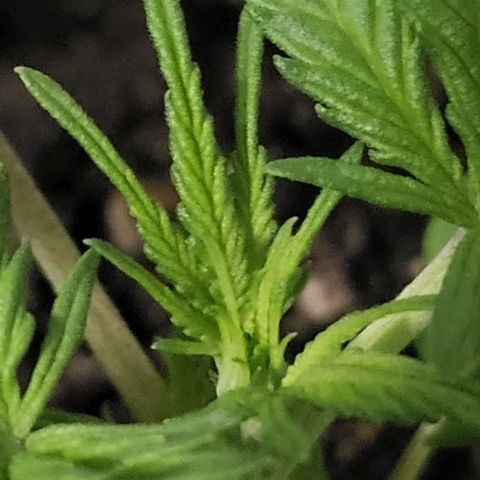 Candyfloss growlog timeline photo