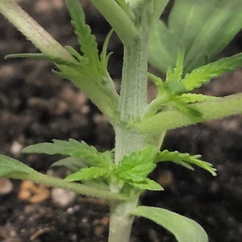 Candyfloss growlog timeline photo