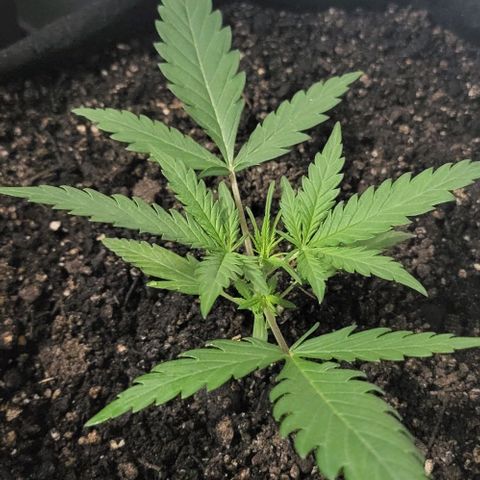 Candyfloss growlog timeline photo