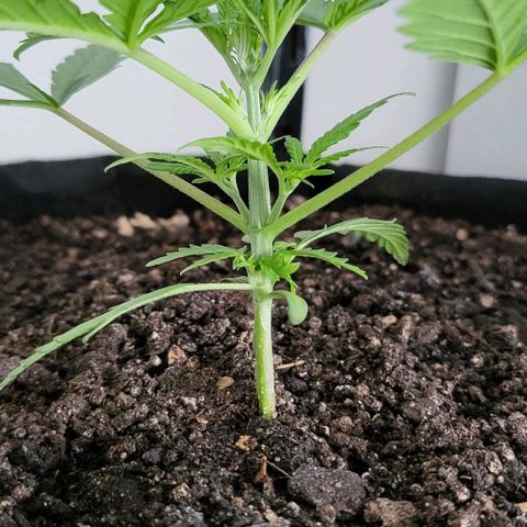 Candyfloss growlog timeline photo