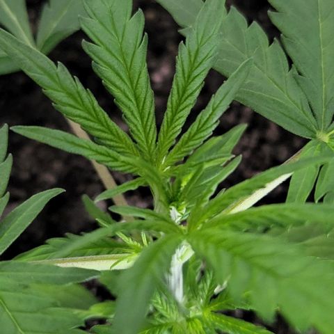 Candyfloss growlog timeline photo
