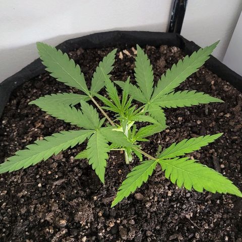 Candyfloss growlog timeline photo