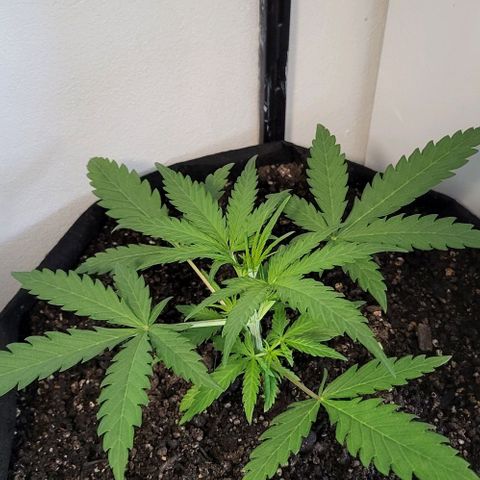 Candyfloss growlog timeline photo