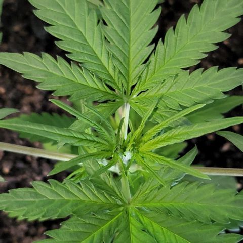 Candyfloss growlog timeline photo