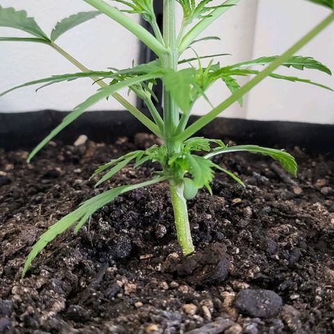 Candyfloss growlog timeline photo