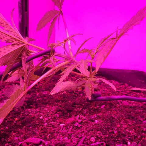 Candyfloss growlog photo: LST