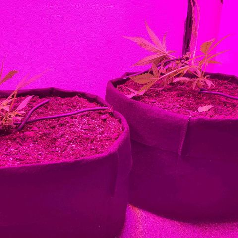 Candyfloss growlog timeline photo