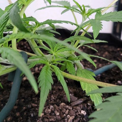 Candyfloss growlog timeline photo