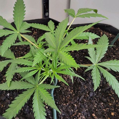 Candyfloss growlog timeline photo