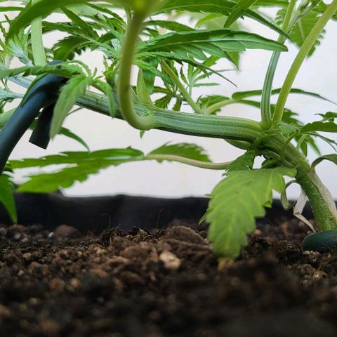 Candyfloss growlog timeline photo