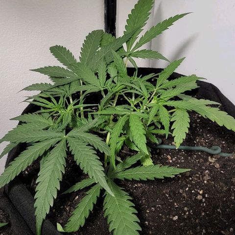 Candyfloss growlog timeline photo