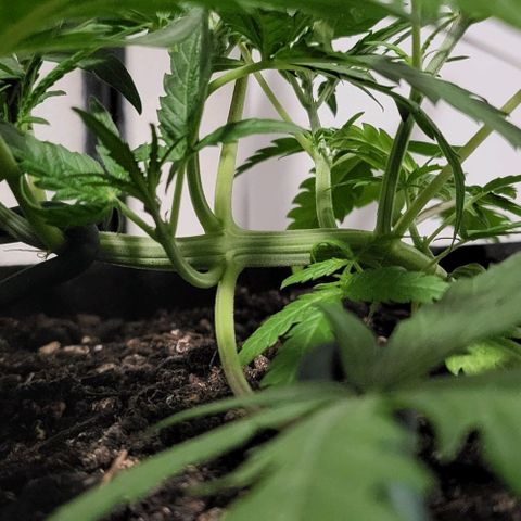 Candyfloss growlog timeline photo