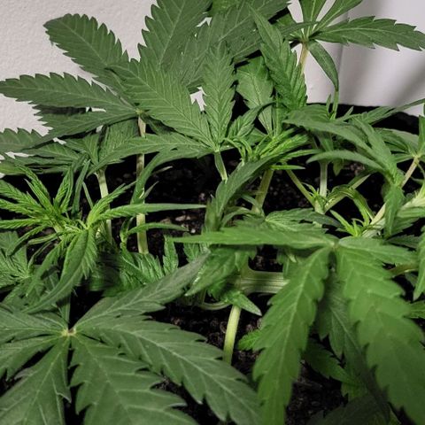 Candyfloss growlog timeline photo