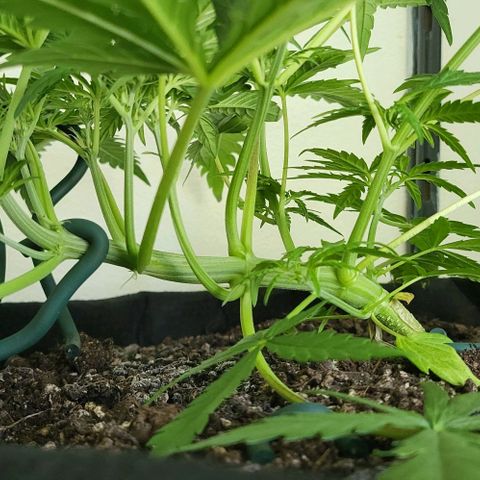 Candyfloss growlog timeline photo