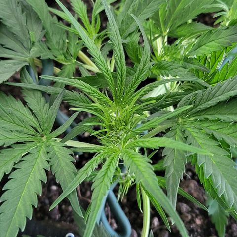 Candyfloss growlog timeline photo