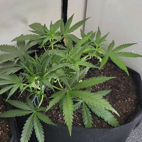 Candyfloss growlog timeline photo