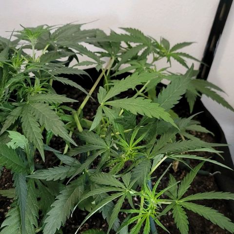 Candyfloss growlog timeline photo