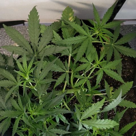 Candyfloss growlog timeline photo