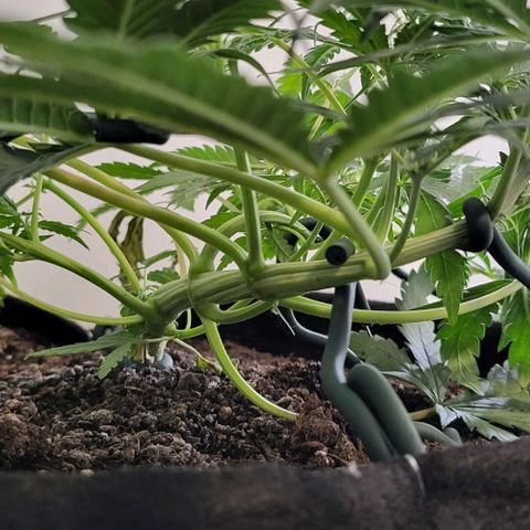 Candyfloss growlog timeline photo