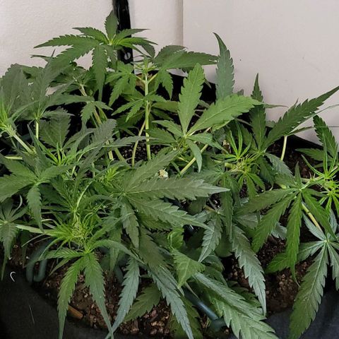 Candyfloss growlog timeline photo