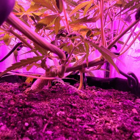 Candyfloss growlog timeline photo