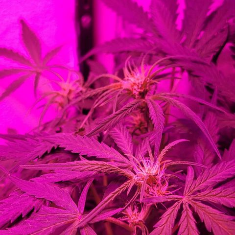 Candyfloss growlog timeline photo