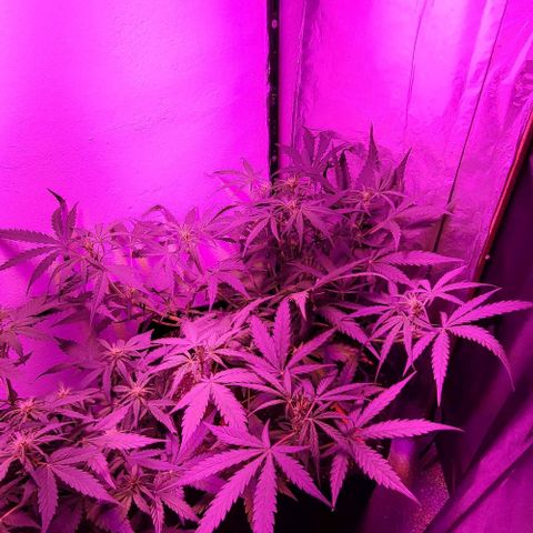 Candyfloss growlog timeline photo