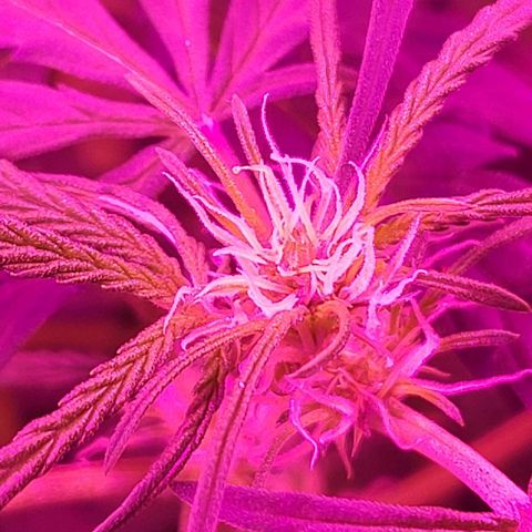 Candyfloss growlog timeline photo