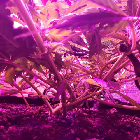 Candyfloss growlog timeline photo