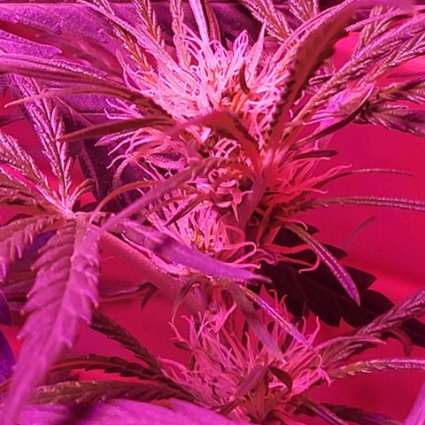 Candyfloss growlog timeline photo