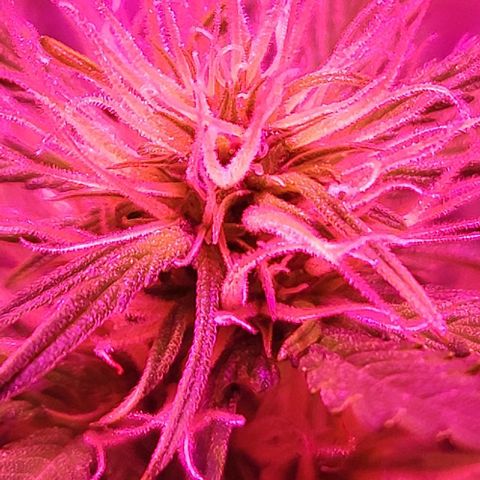Candyfloss growlog timeline photo