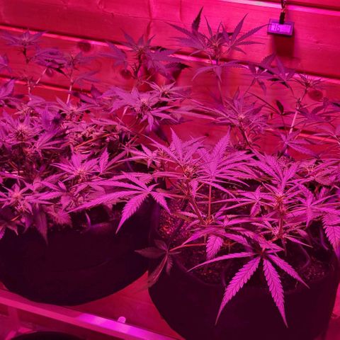 Candyfloss growlog timeline photo