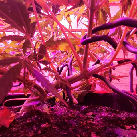 Candyfloss growlog timeline photo
