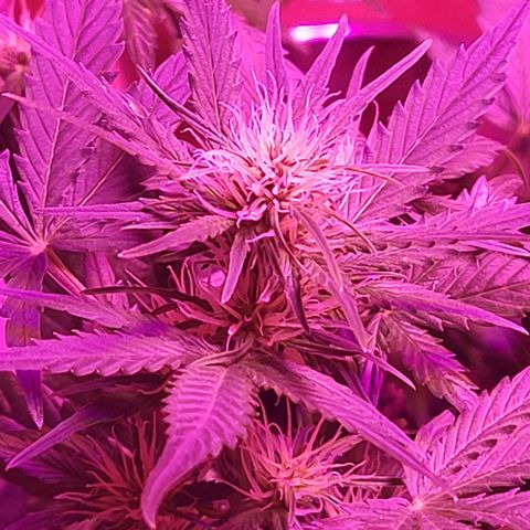 Candyfloss growlog timeline photo