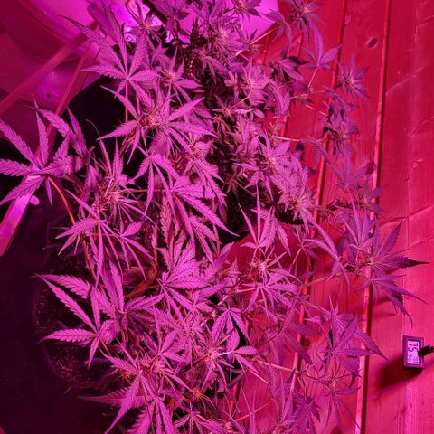 Candyfloss growlog timeline photo