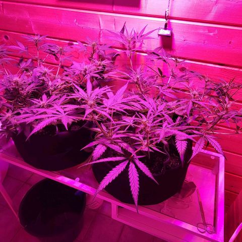 Candyfloss growlog timeline photo