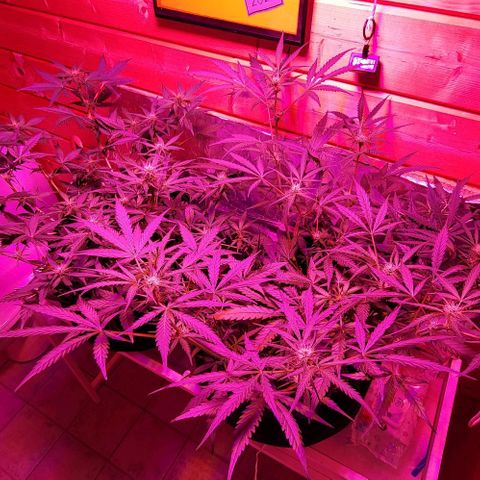 Candyfloss growlog timeline photo