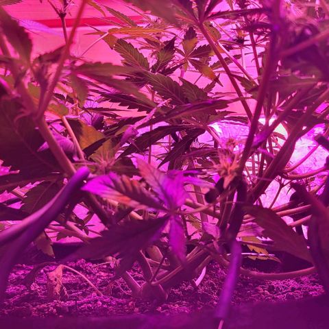 Candyfloss growlog timeline photo