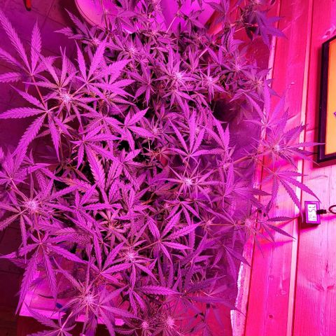 Candyfloss growlog timeline photo