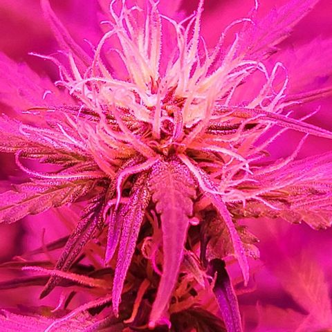 Candyfloss growlog timeline photo