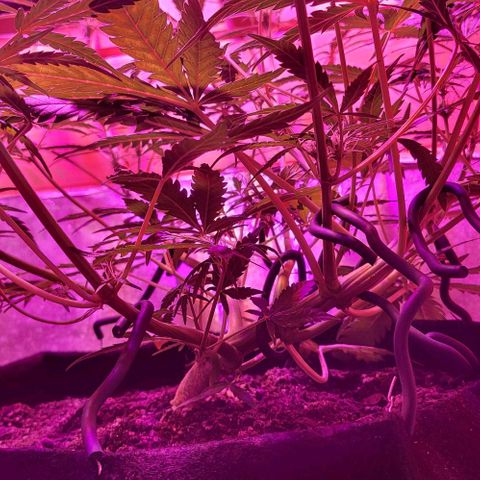 Candyfloss growlog timeline photo