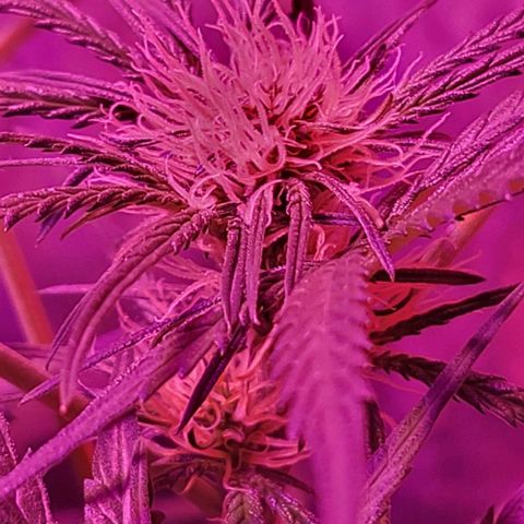 Candyfloss growlog timeline photo