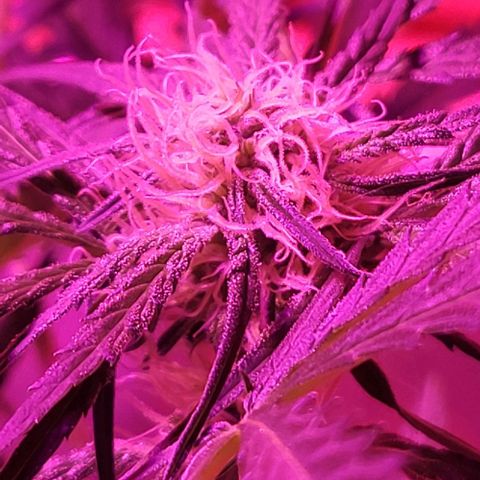 Candyfloss growlog timeline photo